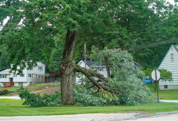 How Our Tree Care Process Works  in  Sleepy Hollow Lake, NY